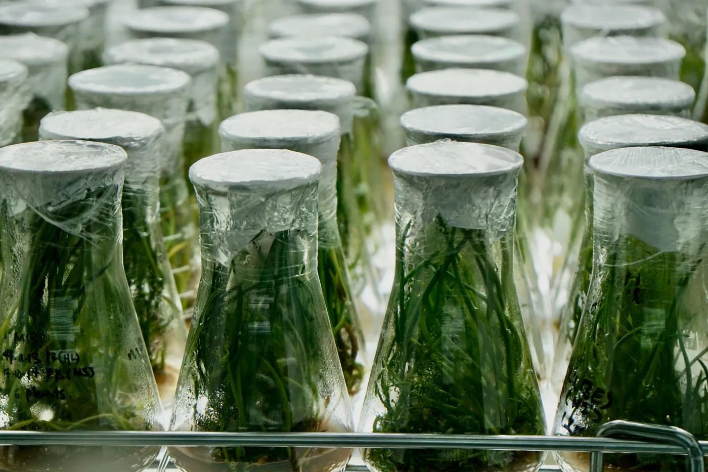 Plant cultures growing in laboratory glassware